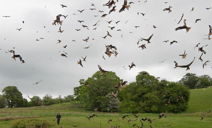 Gigrin Red Kite Feeding Centre